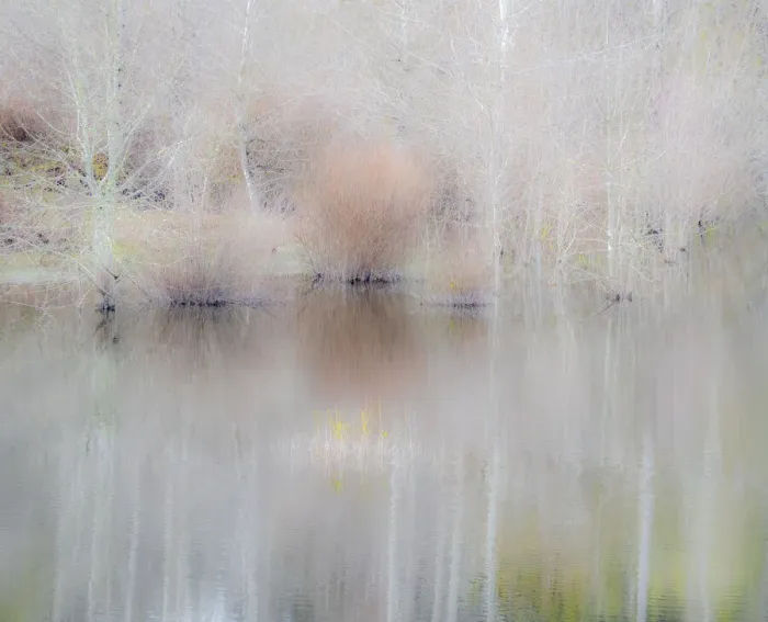 Framed Print : USA, Washington State, Sammamish springtime and alder trees and their reflections in small pond