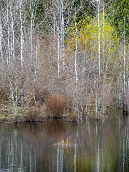 Framed Print : USA, Washington State, Sammamish springtime and alder trees and their reflections in small pond