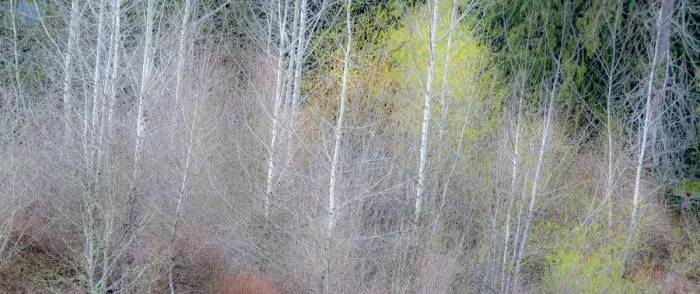 Framed Print : USA, Washington State, Sammamish springtime and alder and willow trees in early spring pano