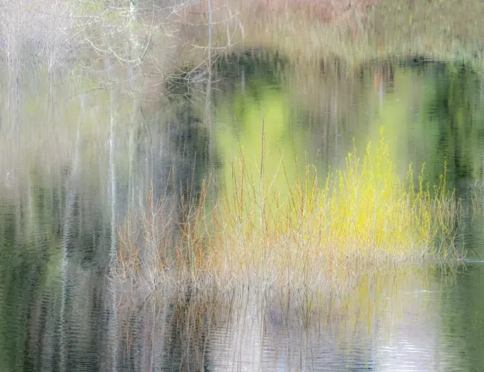 Framed Print : USA, Washington State, Sammamish springtime willow trees in early spring in small pond Framed Print : USA, Washington State, Sammamish springtime willow trees in early spring in small pond