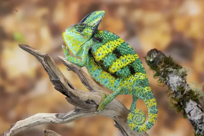 Framed Print : USA, Washington State, Sammamish. Veiled chameleon