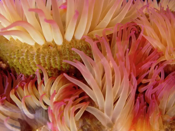 Framed Print : USA, Washington State, San Juan Islands. Close-up of sea anemone off Patos Island. ©Don Paulson / Jaynes Gallery / DanitaDelimont.com Framed Print : USA, Washington State, San Juan Islands. Close-up of sea anemone off Patos Island. ©Don Paulson / Jaynes Gallery / DanitaDelimont.com