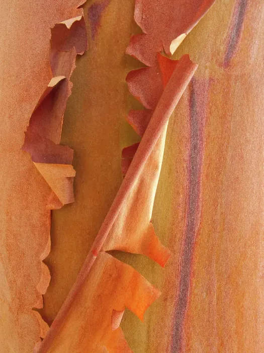 Framed Print : USA, Washington State, San Juan Islands. Peeling madrone bark close-up. ©Don Paulson  /  Jaynes Gallery  /  DanitaDelimont.com