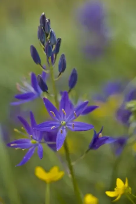 Framed Print : USA, Washington State, San Juan Islands. Camas (Camassia quamash) wildflower on Strawberry Island