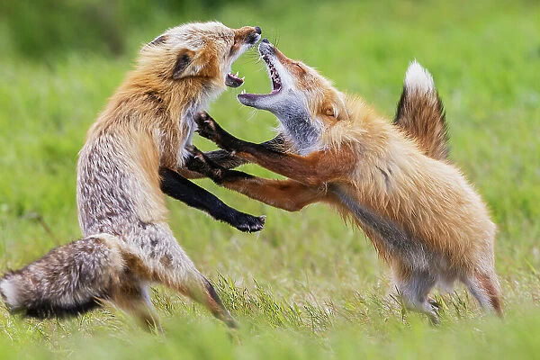 USA, Washington State. San Juan Islands, red fox, adults playing