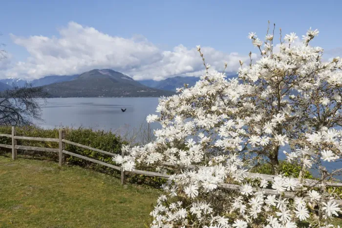 Framed Print : USA, Washington State, Scenic Beach State Park. Magnolia tree flowers and Hood Canal Framed Print : USA, Washington State, Scenic Beach State Park. Magnolia tree flowers and Hood Canal