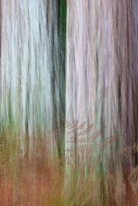 Framed Print : USA, Washington State, Scenic Beach State Park. Composite abstract of bracken ferns and Douglas fir trees. ©Don Paulson / Jaynes Gallery / DanitaDelimont.com Framed Print : USA, Washington State, Scenic Beach State Park. Composite abstract of bracken ferns and Douglas fir trees. ©Don Paulson / Jaynes Gallery / DanitaDelimont.com