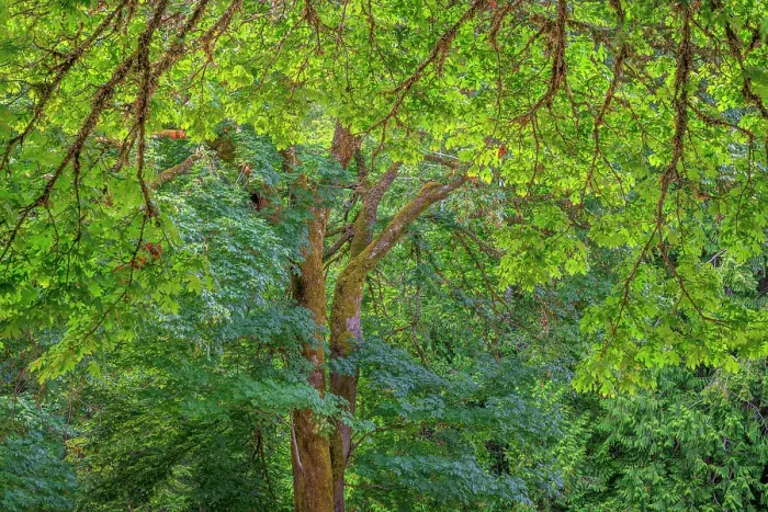Framed Print : USA, Washington State, Scenic Beach State Park. Forest with big leaf maple trees. ©Don Paulson / Jaynes Gallery / DanitaDelimont.com Framed Print : USA, Washington State, Scenic Beach State Park. Forest with big leaf maple trees. ©Don Paulson / Jaynes Gallery / DanitaDelimont.com