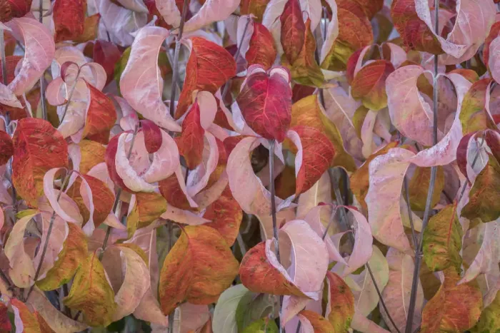 Framed Print : USA, Washington State, Seabeck. Dogwood tree leaves in fall