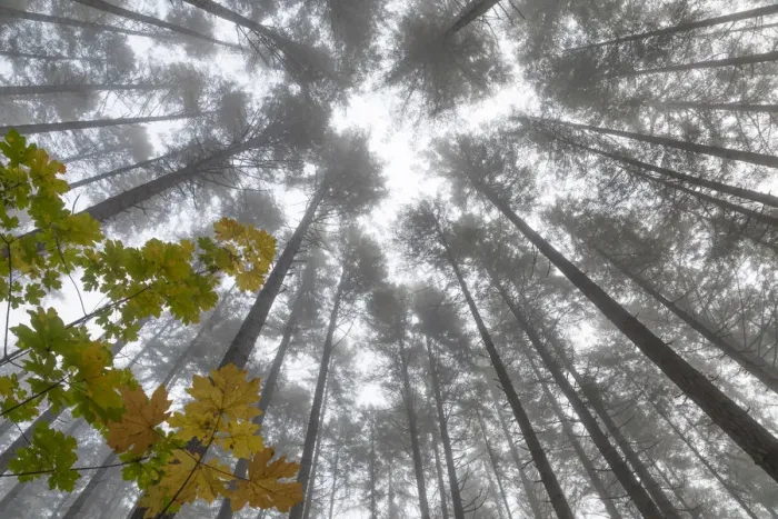 Framed Print : USA, Washington State, Seabeck. Looking up at trees on foggy morning
