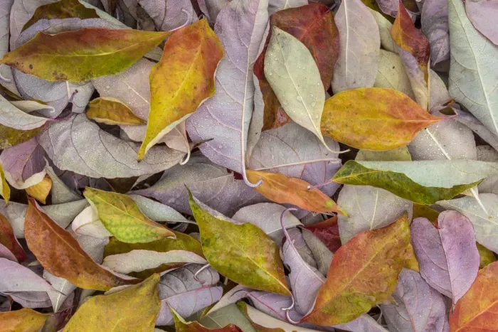Framed Print : USA, Washington State, Seabeck. Fallen dogwood Leaves close-up Framed Print : USA, Washington State, Seabeck. Fallen dogwood Leaves close-up