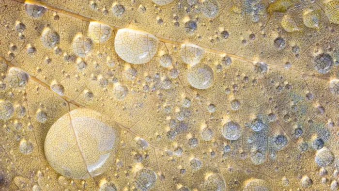 Framed Print : USA, Washington State, Seabeck. Raindrops on fallen tulip poplar leaf. Credit as Framed Print : USA, Washington State, Seabeck. Raindrops on fallen tulip poplar leaf. Credit as