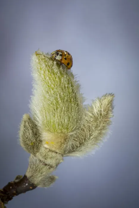 Framed Print : USA, Washington State, Seabeck. Lady bug on magnolia flower bud Framed Print : USA, Washington State, Seabeck. Lady bug on magnolia flower bud