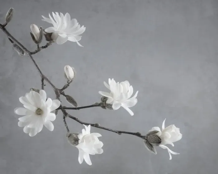 Framed Print : USA, Washington State, Seabeck. White magnolia flowers and branches Framed Print : USA, Washington State, Seabeck. White magnolia flowers and branches