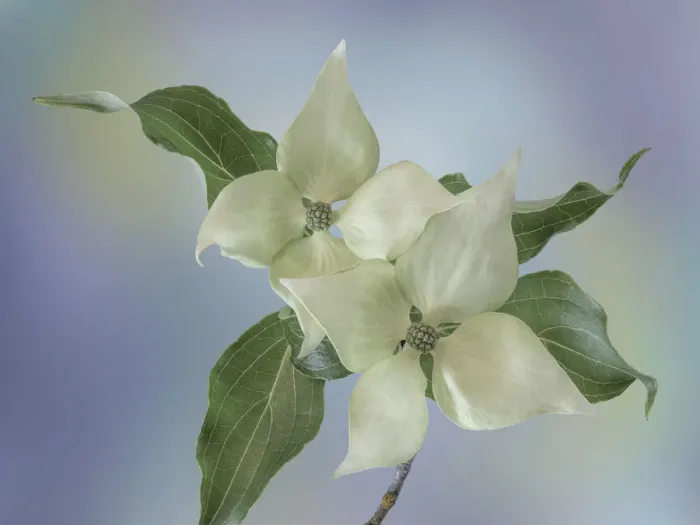 Framed Print : USA, Washington State, Seabeck. Japanese dogwood blossoms close-up
