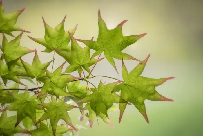 Framed Print : USA, Washington State, Seabeck. Japanese maple tree branch close-up