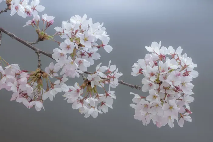 Framed Print : USA, Washington State, Seabeck. Close-up of cherry blossoms on limb