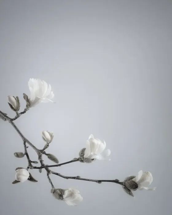 Framed Print : USA, Washington State, Seabeck. White magnolia flowers and branches Framed Print : USA, Washington State, Seabeck. White magnolia flowers and branches
