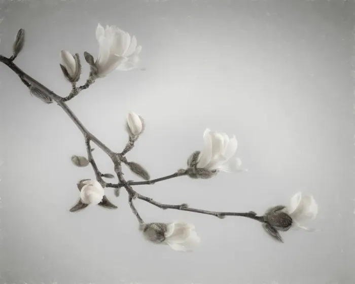 Framed Print : USA, Washington State, Seabeck. White magnolia flowers and branches