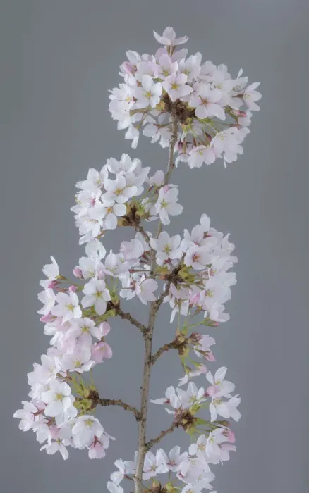 Framed Print : USA, Washington State, Seabeck. Close-up of cherry blossoms on limb Framed Print : USA, Washington State, Seabeck. Close-up of cherry blossoms on limb