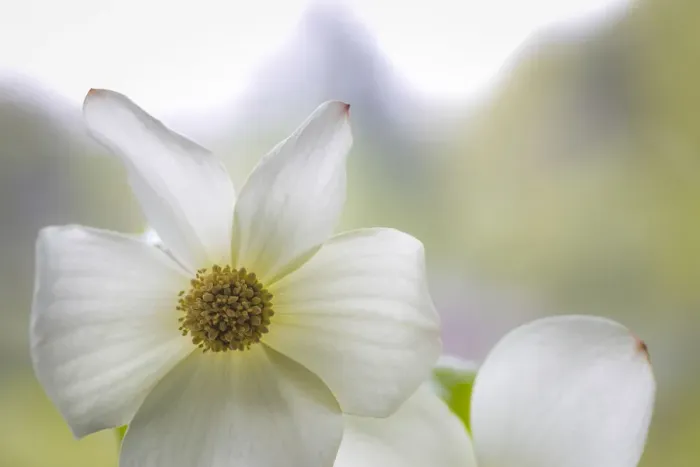 Framed Print : USA, Washington State, Seabeck. Pacific dogwood blossom close-up Framed Print : USA, Washington State, Seabeck. Pacific dogwood blossom close-up