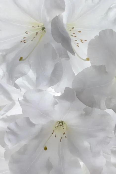 Framed Print : USA, Washington State, Seabeck. White rhododendron blossoms