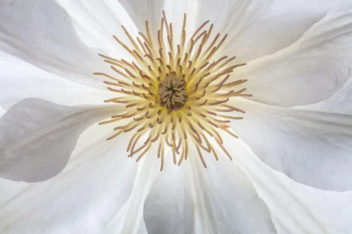 Framed Print : USA, Washington State, Seabeck. Clematis blossom close-up