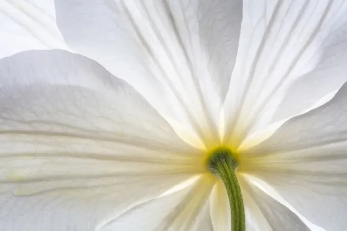 Framed Print : USA, Washington State, Seabeck. Clematis blossom close-up Framed Print : USA, Washington State, Seabeck. Clematis blossom close-up