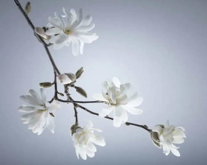 Framed Print : USA, Washington State, Seabeck. White magnolia flowers and branches Framed Print : USA, Washington State, Seabeck. White magnolia flowers and branches