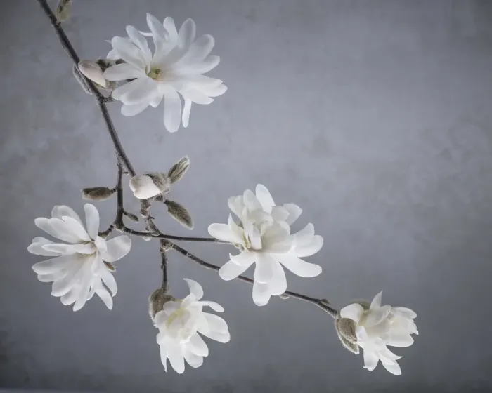 Framed Print : USA, Washington State, Seabeck. White magnolia flowers and branches Framed Print : USA, Washington State, Seabeck. White magnolia flowers and branches
