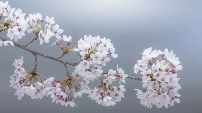 Framed Print : USA, Washington State, Seabeck. Close-up of cherry blossoms on limb