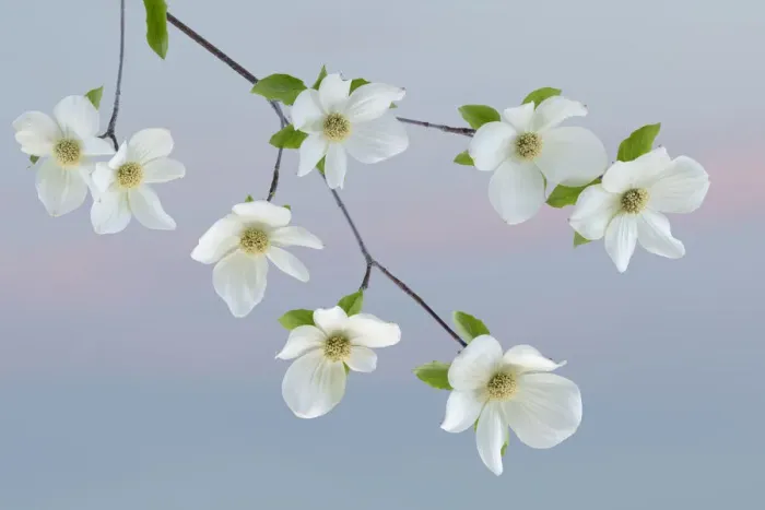 Framed Print : USA, Washington State, Seabeck. Pacific dogwood blossoms close-up