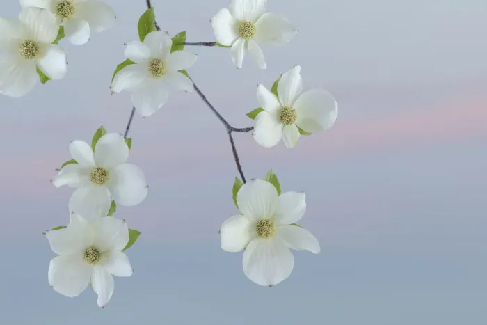Framed Print : USA, Washington State, Seabeck. Pacific dogwood blossoms close-up Framed Print : USA, Washington State, Seabeck. Pacific dogwood blossoms close-up