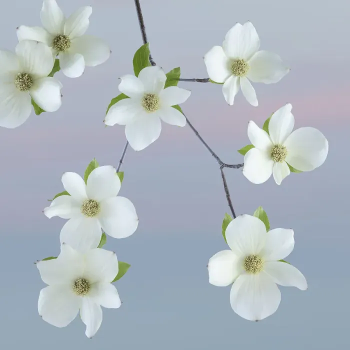 Framed Print : USA, Washington State, Seabeck. Pacific dogwood blossoms close-up Framed Print : USA, Washington State, Seabeck. Pacific dogwood blossoms close-up