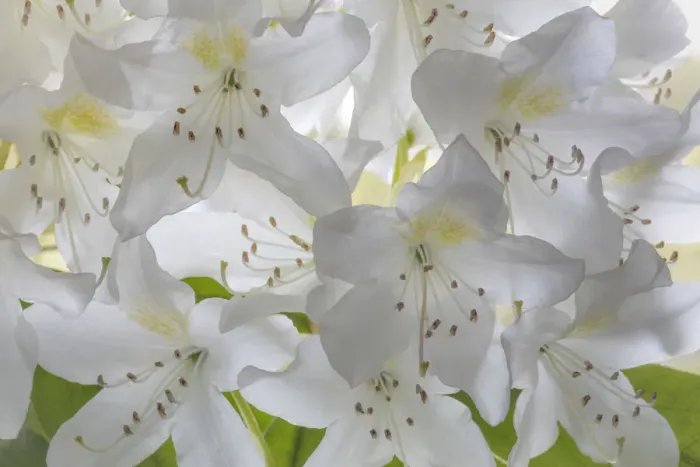 Framed Print : USA, Washington State, Seabeck. White rhododendron blossoms Framed Print : USA, Washington State, Seabeck. White rhododendron blossoms
