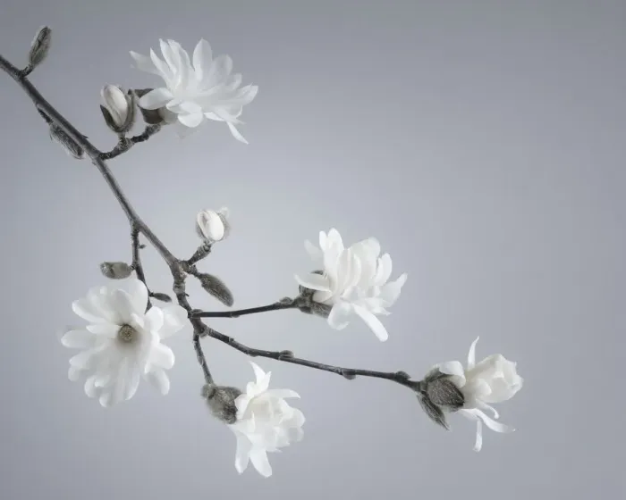 Framed Print : USA, Washington State, Seabeck. White magnolia flowers and branches Framed Print : USA, Washington State, Seabeck. White magnolia flowers and branches