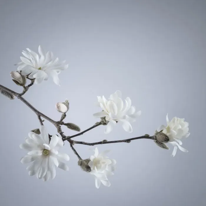 Framed Print : USA, Washington State, Seabeck. White magnolia flowers and branches