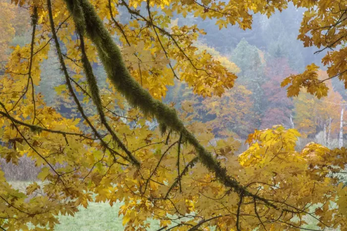 Framed Print : USA, Washington State, Seabeck. Bigleaf maple trees in Guillemot Cove Nature Preserve