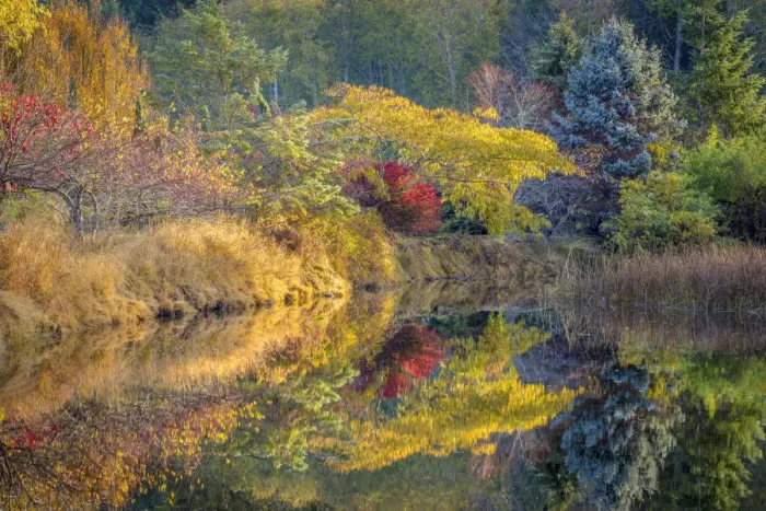 Framed Print : USA, Washington State, Seabeck. Fall color reflected in tidal lagoon