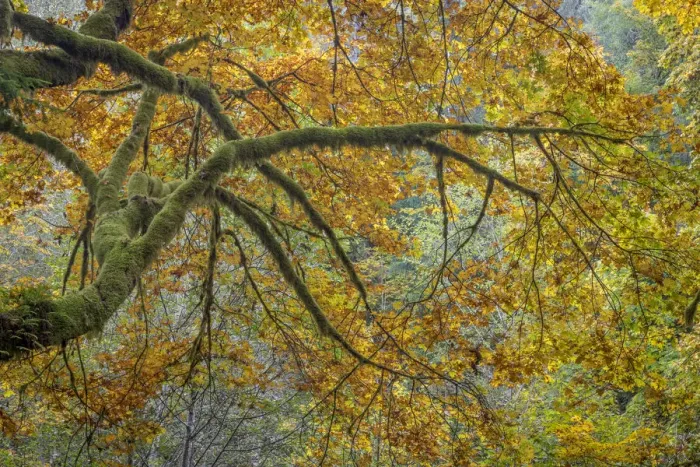 Framed Print : USA, Washington State, Seabeck. Bigleaf maple trees in Guillemot Cove Nature Preserve Framed Print : USA, Washington State, Seabeck. Bigleaf maple trees in Guillemot Cove Nature Preserve