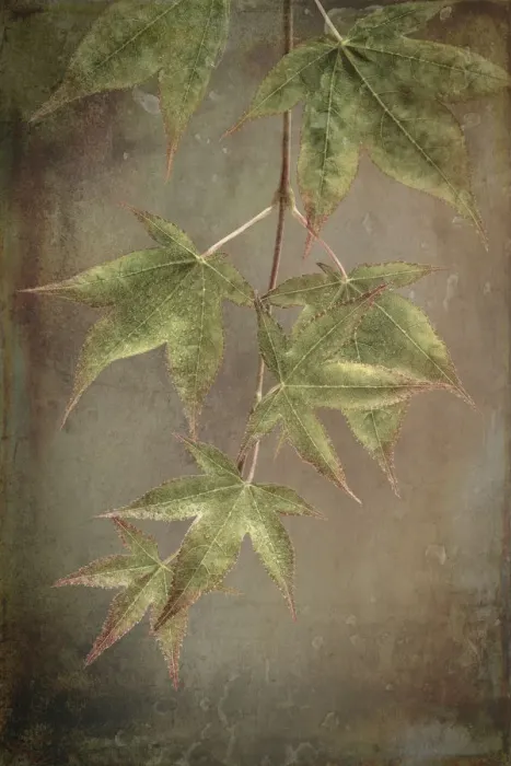 Framed Print : USA, Washington State, Seabeck. Japanese maple Leaves close-up