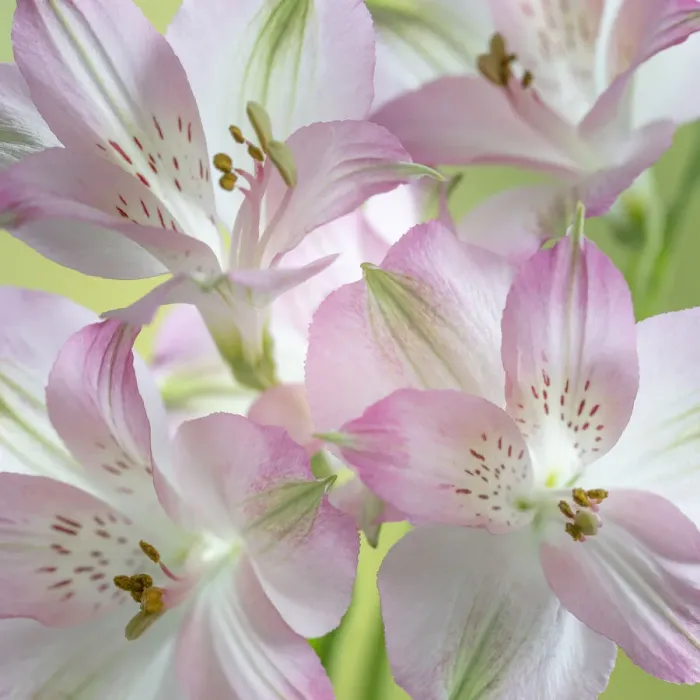 Framed Print : USA, Washington State, Seabeck. Alstroemeria blossoms close-up Framed Print : USA, Washington State, Seabeck. Alstroemeria blossoms close-up