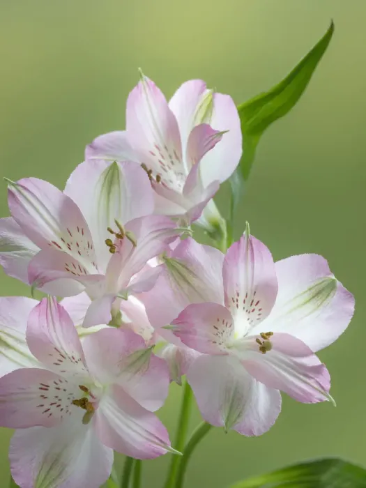 Framed Print : USA, Washington State, Seabeck. Alstroemeria blossoms close-up Framed Print : USA, Washington State, Seabeck. Alstroemeria blossoms close-up