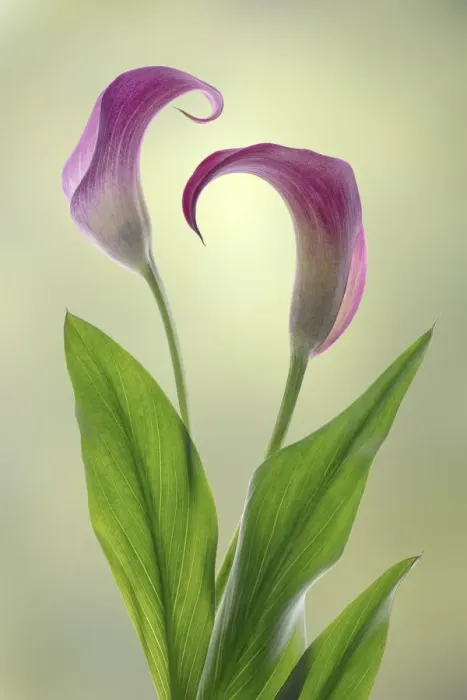 Framed Print : USA, Washington State, Seabeck. Calla lily close-up Framed Print : USA, Washington State, Seabeck. Calla lily close-up