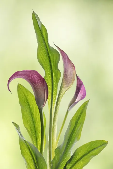 Framed Print : USA, Washington State, Seabeck. Calla lily close-up Framed Print : USA, Washington State, Seabeck. Calla lily close-up