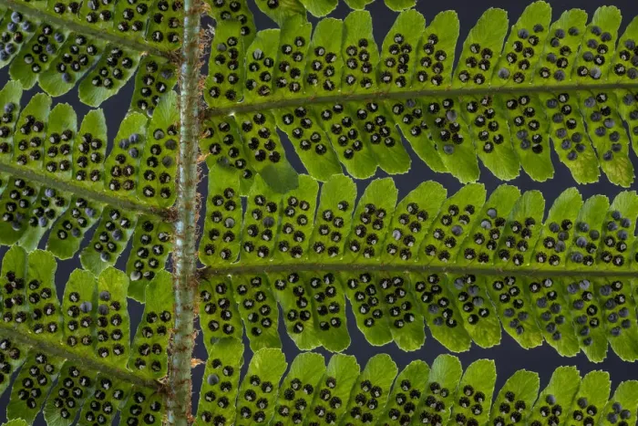 Framed Print : USA, Washington State, Seabeck. Detail of spores on underside of fern leaf. Credit as Framed Print : USA, Washington State, Seabeck. Detail of spores on underside of fern leaf. Credit as