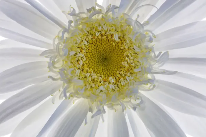 Framed Print : USA, Washington State, Seabeck. Backlit close-up of shasta daisy Framed Print : USA, Washington State, Seabeck. Backlit close-up of shasta daisy