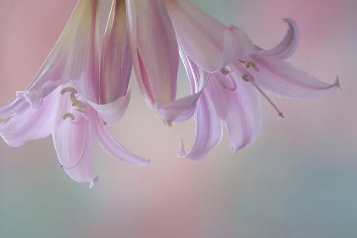 Framed Print : USA, Washington State, Seabeck. Lily blossoms close-up
