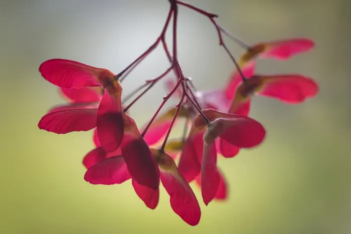 Framed Print : USA, Washington State, Seabeck. Maple seed pods close-up