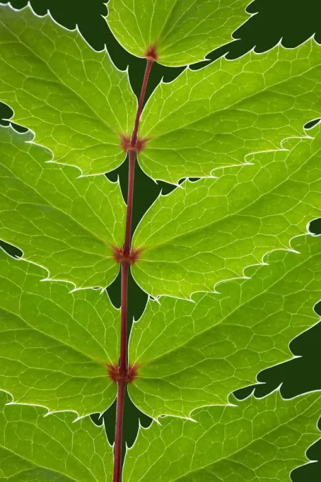 Framed Print : USA, Washington State, Seabeck. Oregon grape leaves close-up
